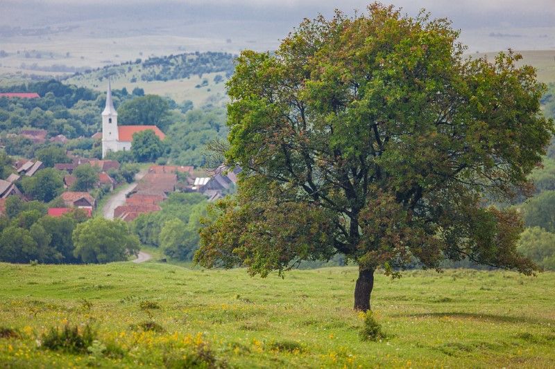 transilvania ialoc